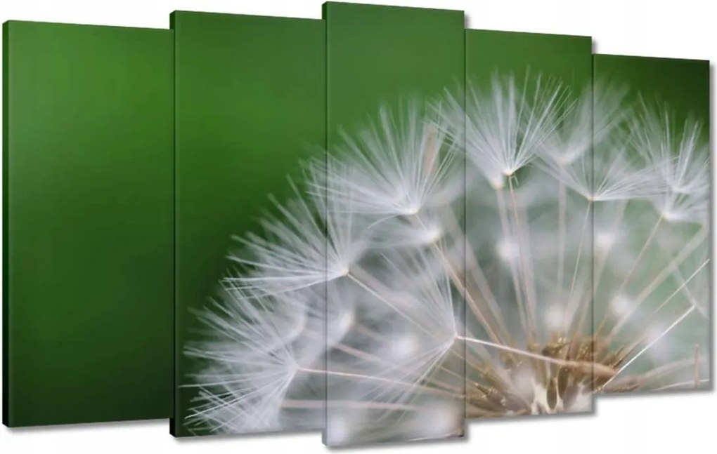 Vászonkép 100x60 Pitypang Virág Virágok