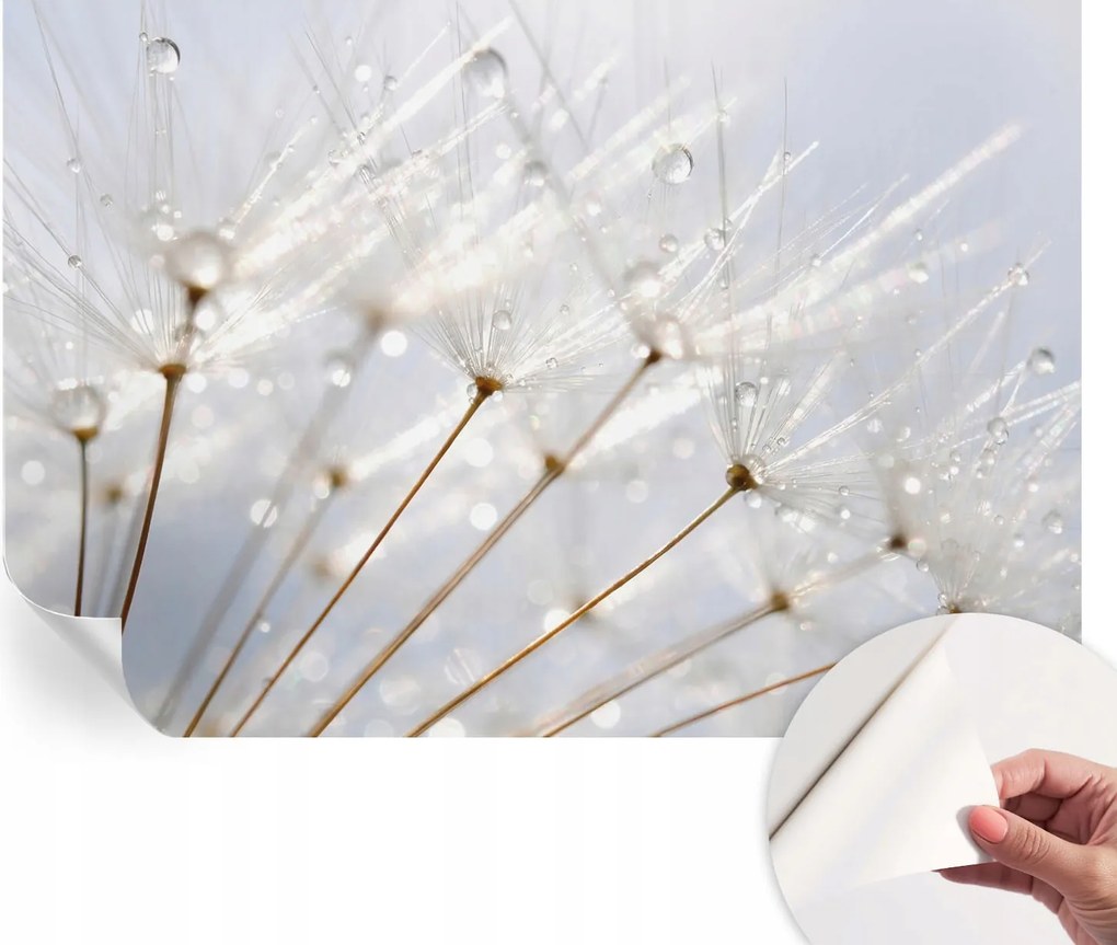 Modern öntapadós fali fotótapéta Rosa pitypang 152x104 cm