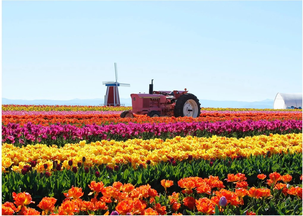 Tulipánfarm képe (70x50 cm)