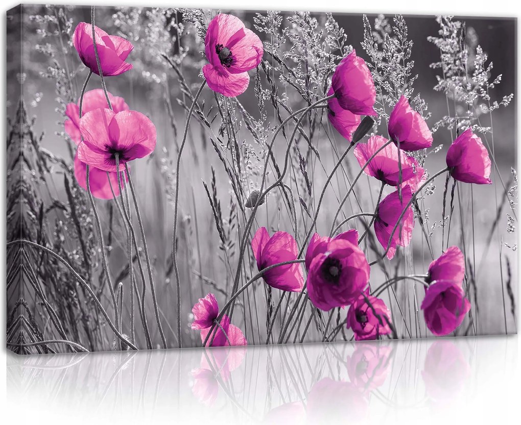 Vászonkép 60x40 Pipacsok rózsaszín virágok monokróm háttér kontraszt finomság