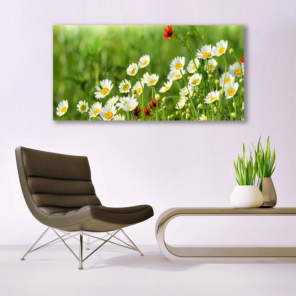 Vászonkép Daisy növény természet 120x60 cm