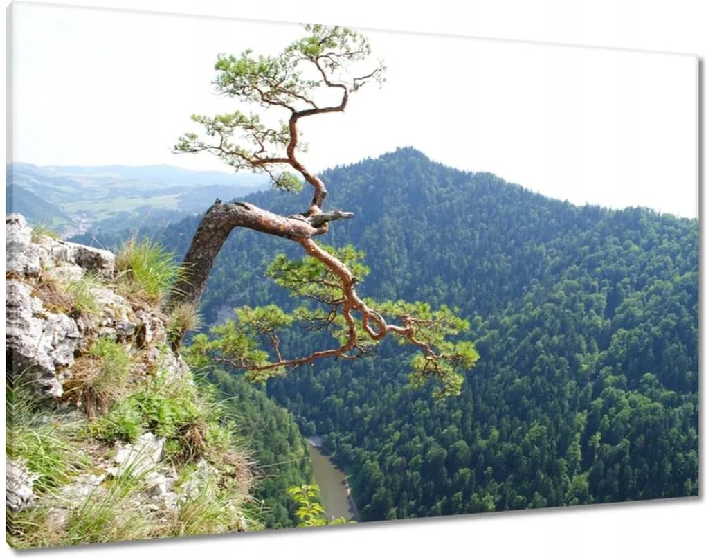 Vászonkép 100x70 Magányos fa