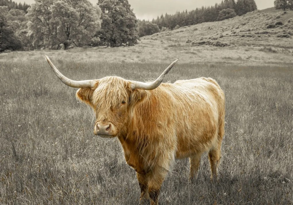 Poszter 66,5x46,5cm Hegyi tehén 3, Assaf Frank