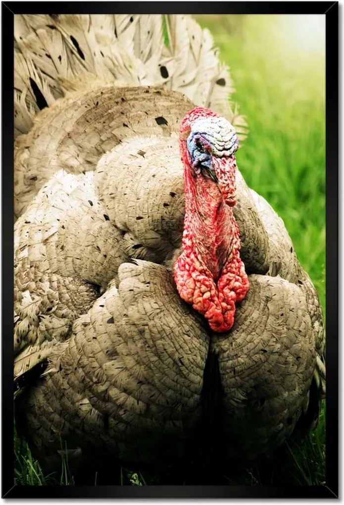 Poszterek keretben 40x60 Pulyka ünnep Usa