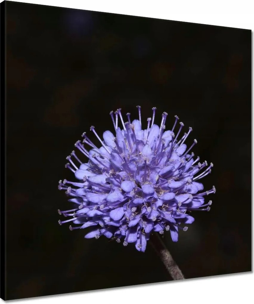 Vászonkép 50x50 Nőnap Ajándék Love