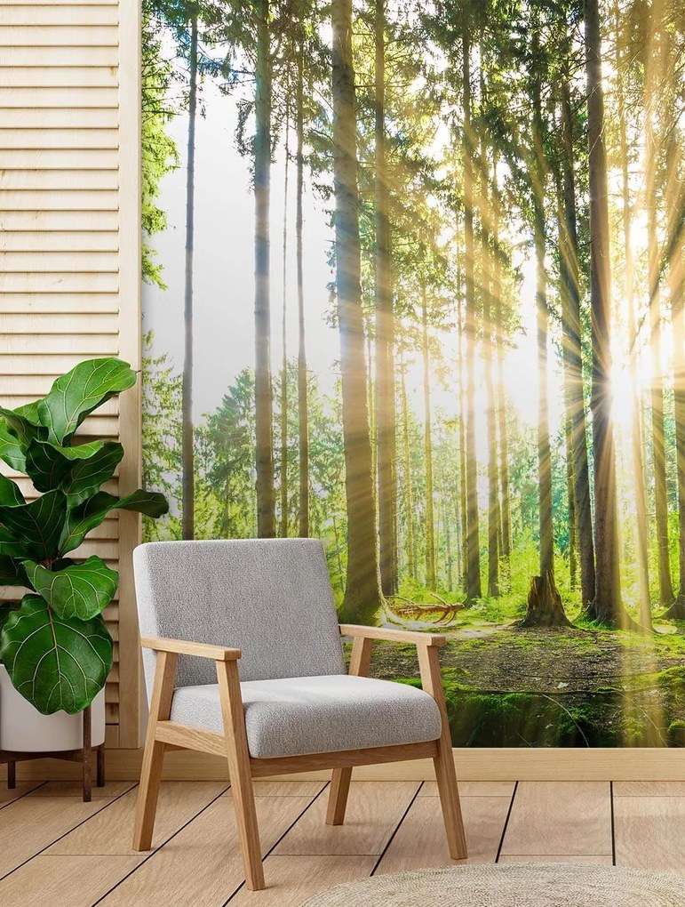 Gario Fotótapéta Délutáni nap az erdőben Anyag: Vlies, Méret: 150 x 210 cm