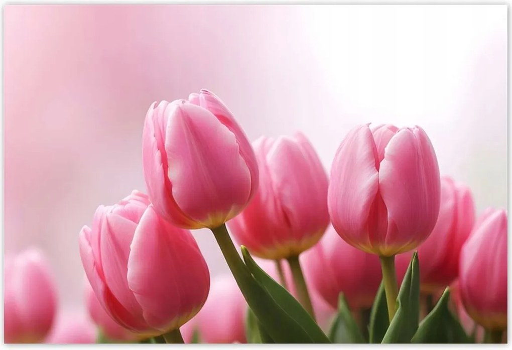 Fotótapéták 104x70 Rózsaszín tulipánok