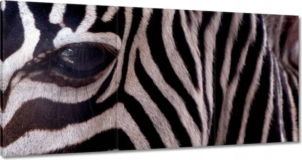 Festmények 180x90 Makro fotó zebra