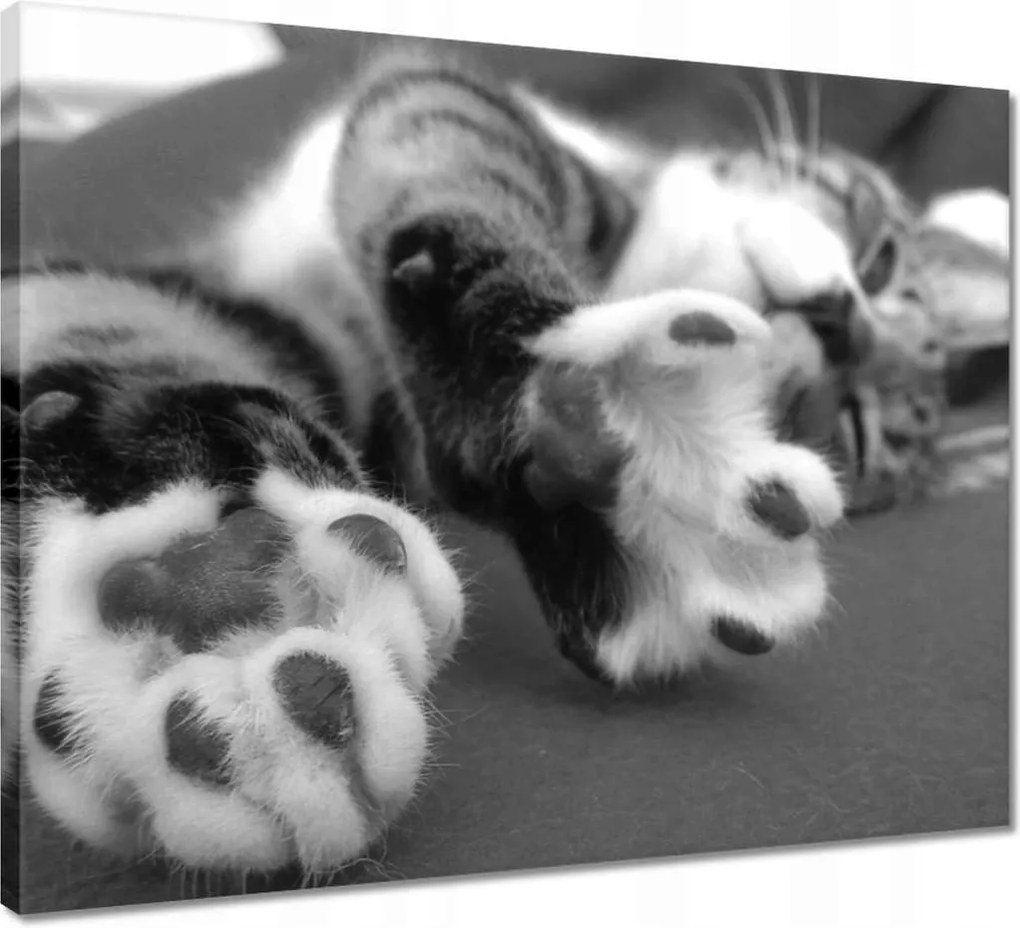 Vászonkép 50x40 Macska, macska mancsok Macska