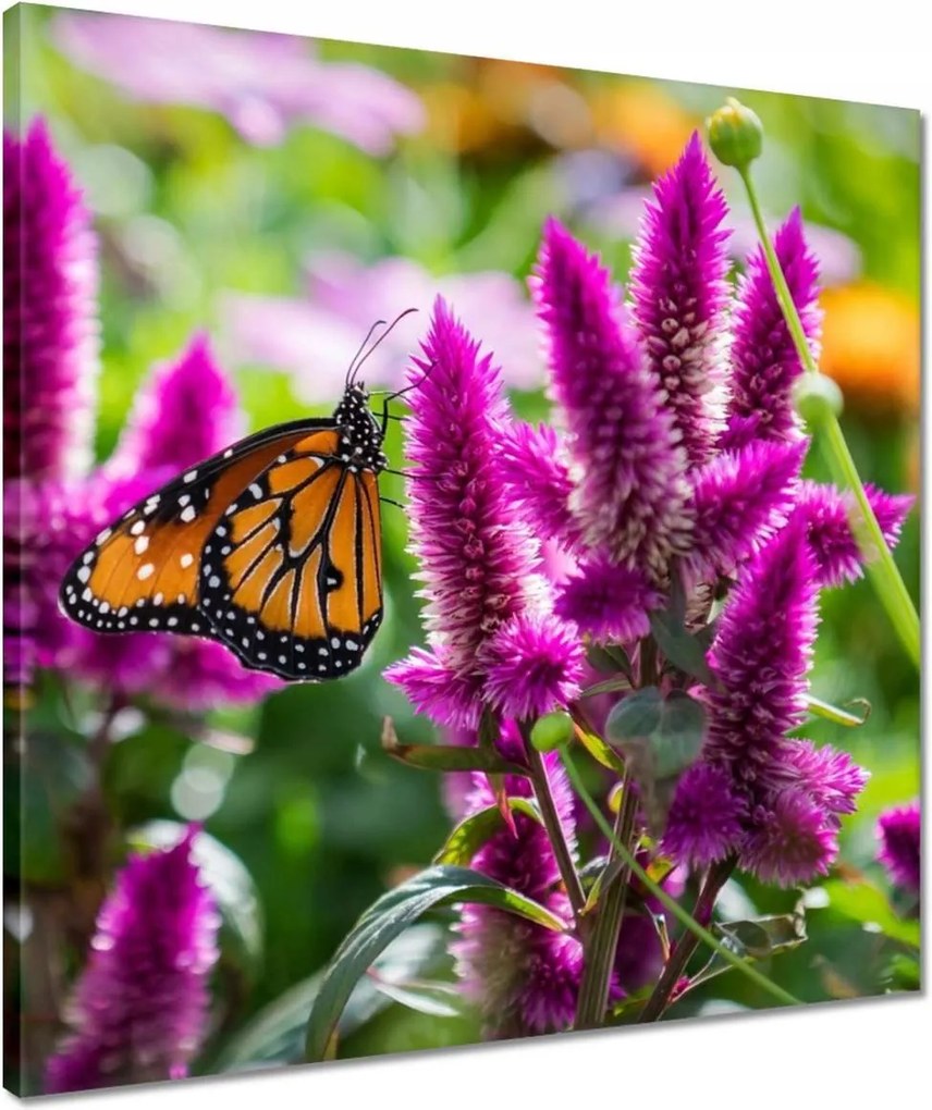 Vászonkép 50x50 Pillangó a virágokon