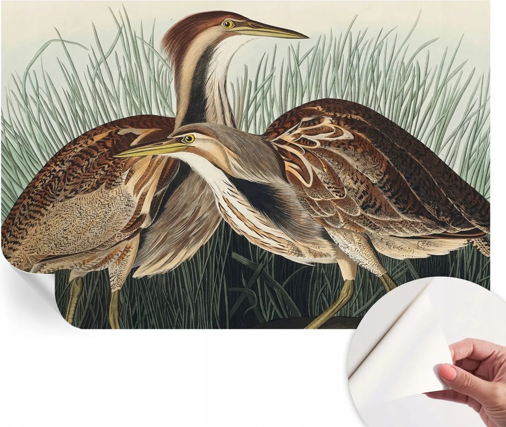 Öntapadós Fali Fotótapéta Hálószobába Madarak realisztikus 104x70 cm