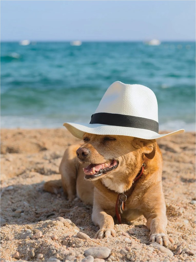 Fotótapéta Kutya a tengerparton vinil Napsütötte tájkép 184x254 +ragasztó