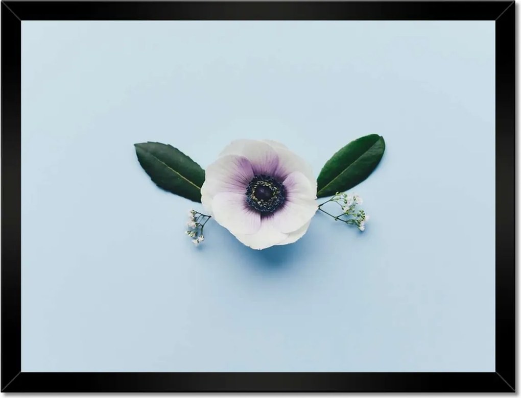Poszterek keretben 40x30 Pipacsvirág