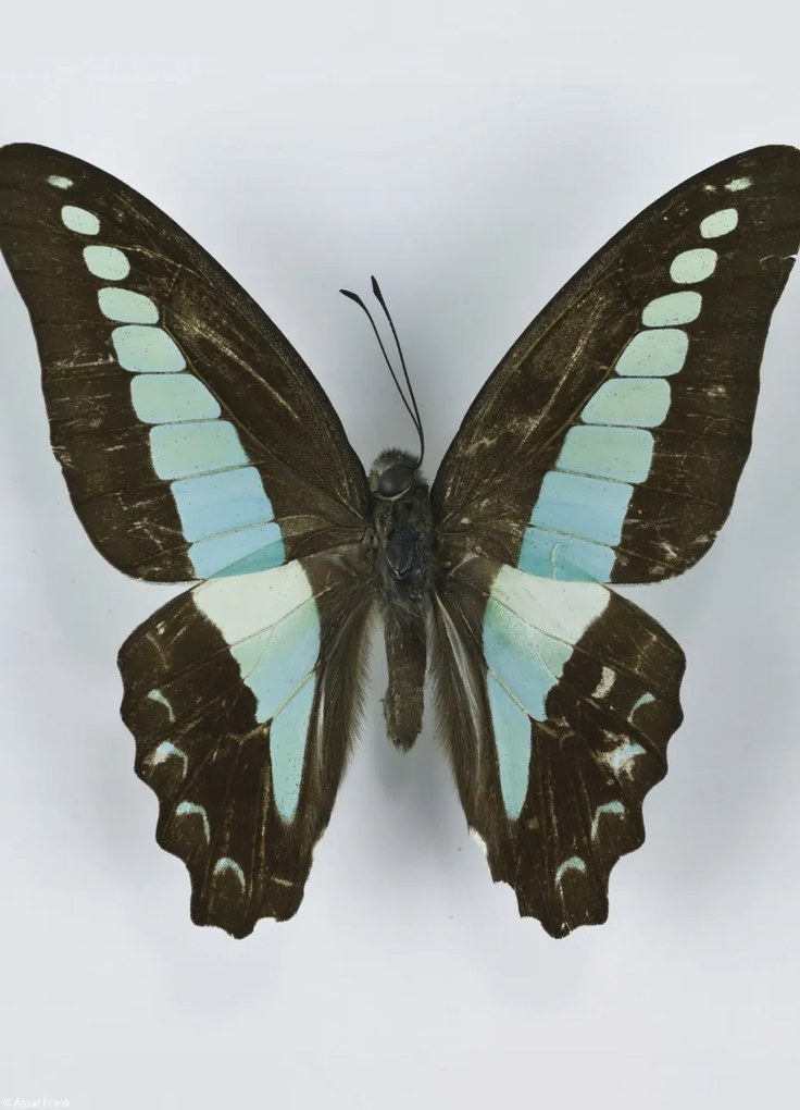 Poszter 20,5x28,4cm Pillangó fehér alapon 8, Assaf Frank