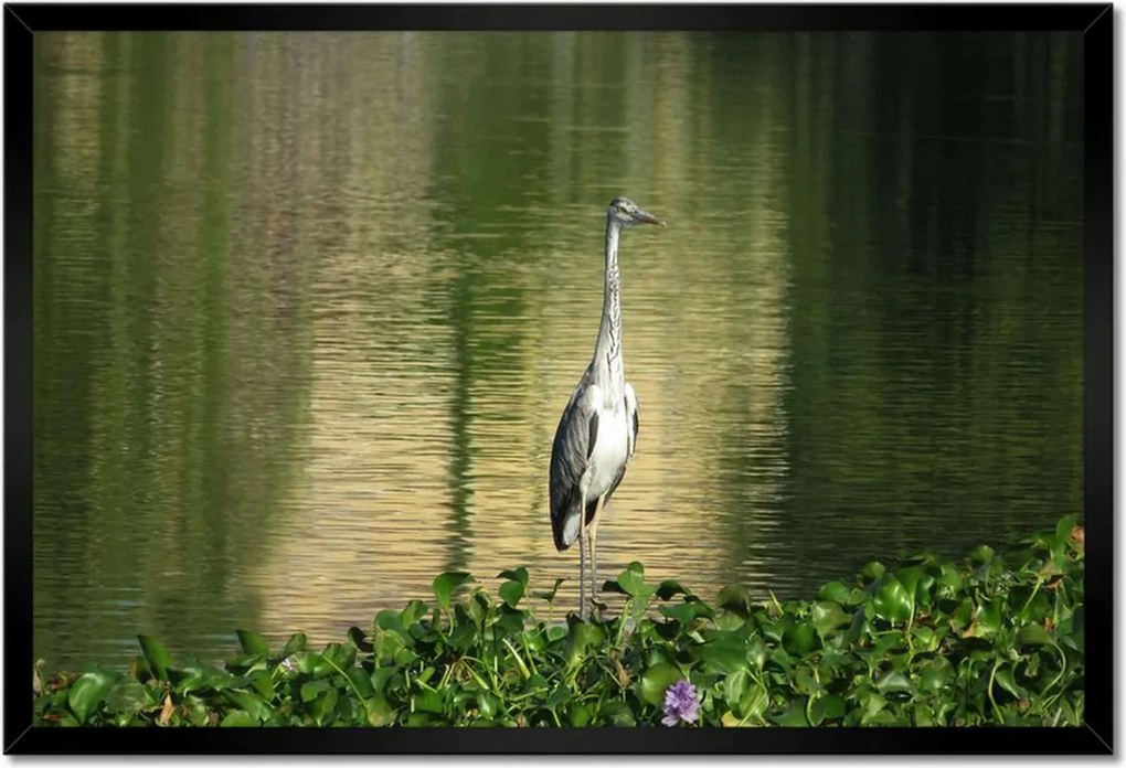 Poszterek keretben 60x40 Kalapos madár Tájkép Kilátás