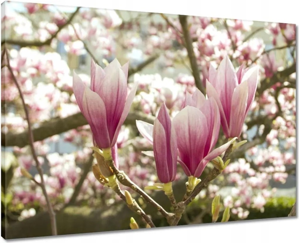 Vászonkép 70x50 Magnólia