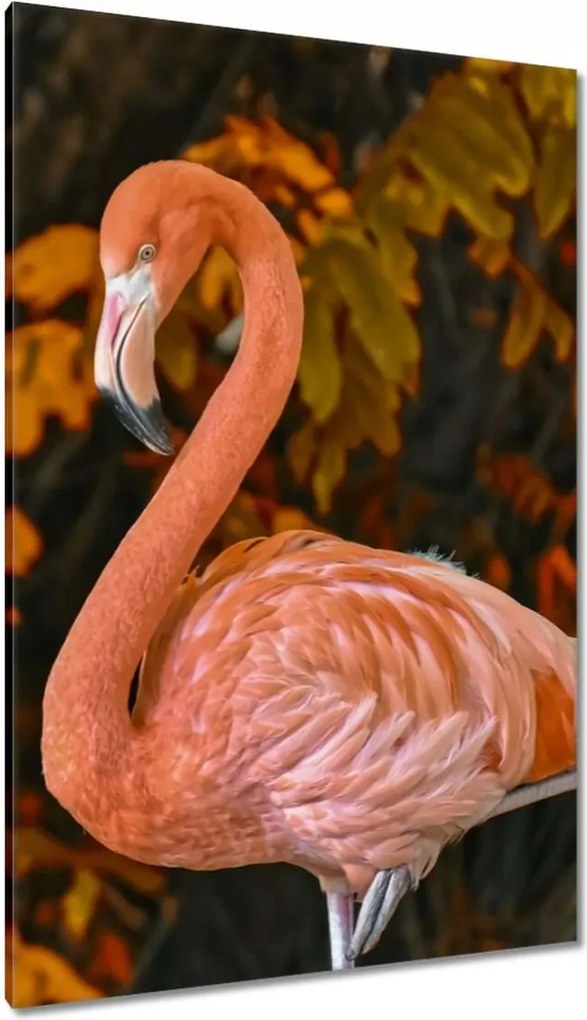 Vászonkép 80x120 Pelikan a természetben