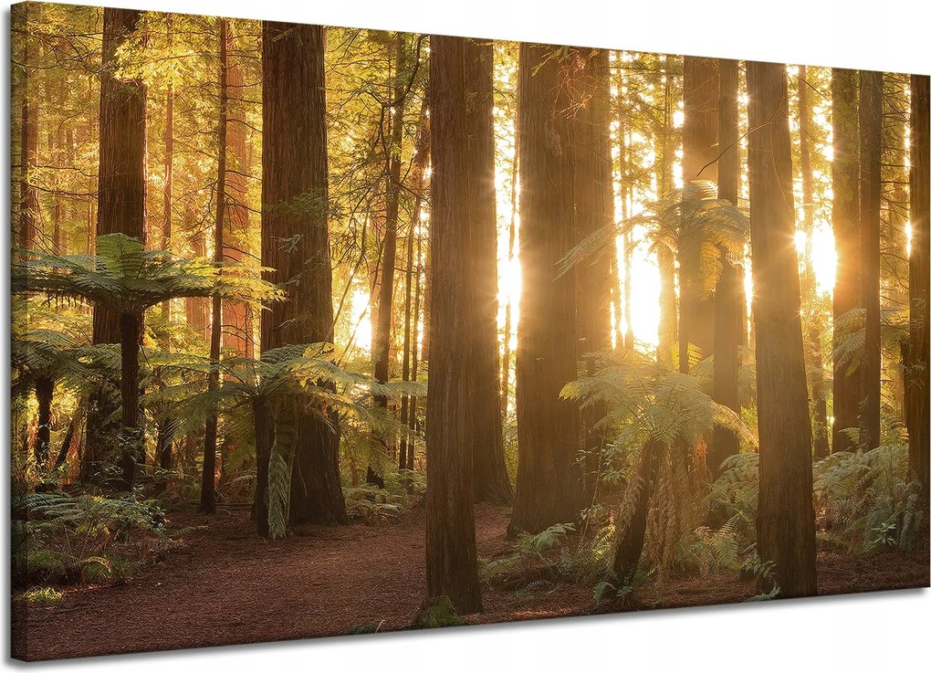 Vászonkép Nap sugarai Erdő Fák 120x70 cm Ideális ajándék