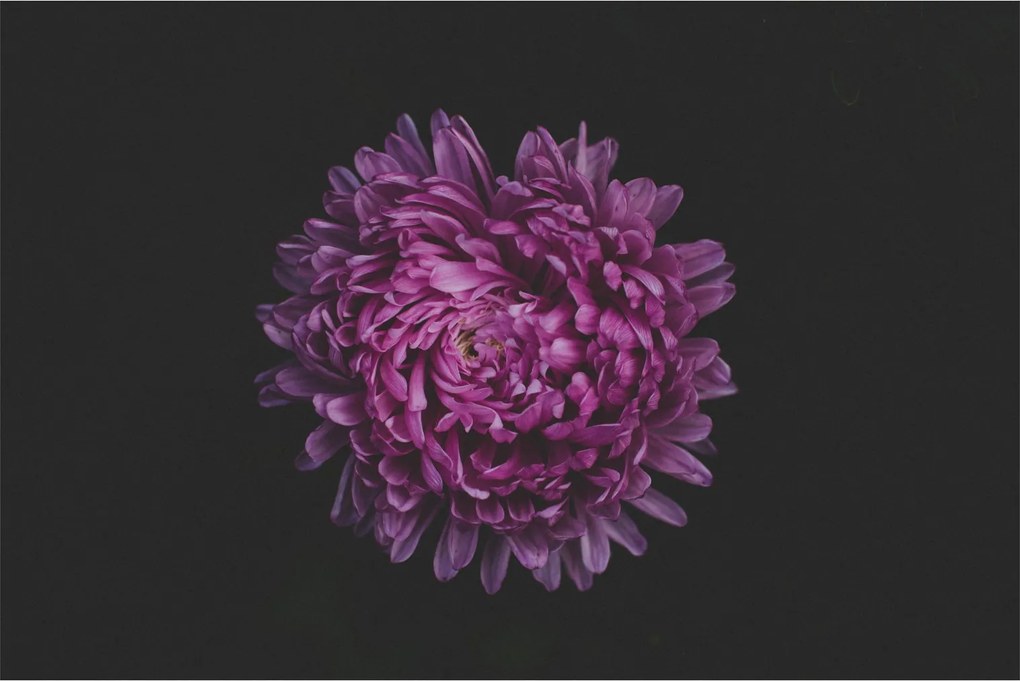 Lila virág képe (90x60 cm)