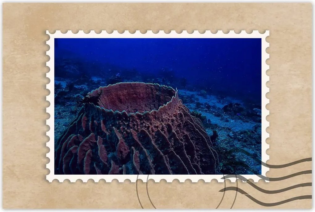 Poszterek 90x60 Víz alatti tengeri élet