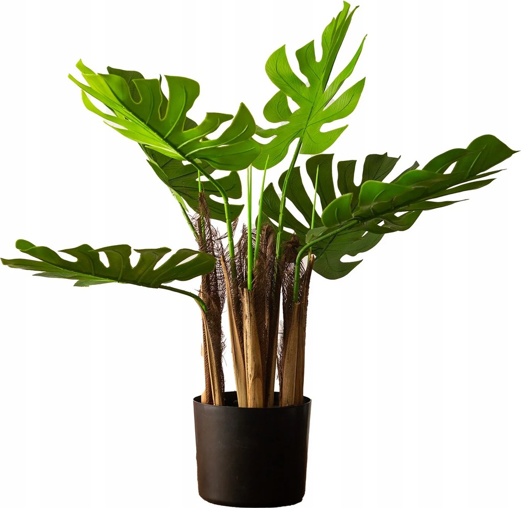 Művirág Monstera Növény Nagy nappali padló, élő 75cm