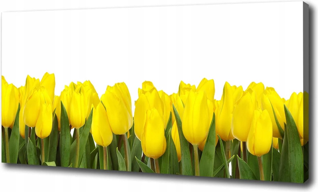 Vászonkép Sárga tulipánok 100x70 cm