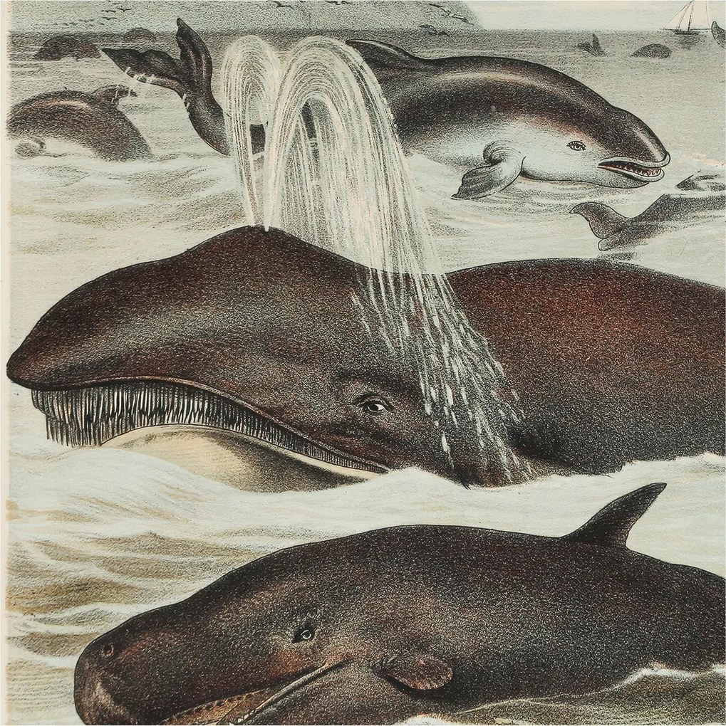 Matt Fotótapéta Flizelin Falra Tengeri lények 250x250 Ragasztó