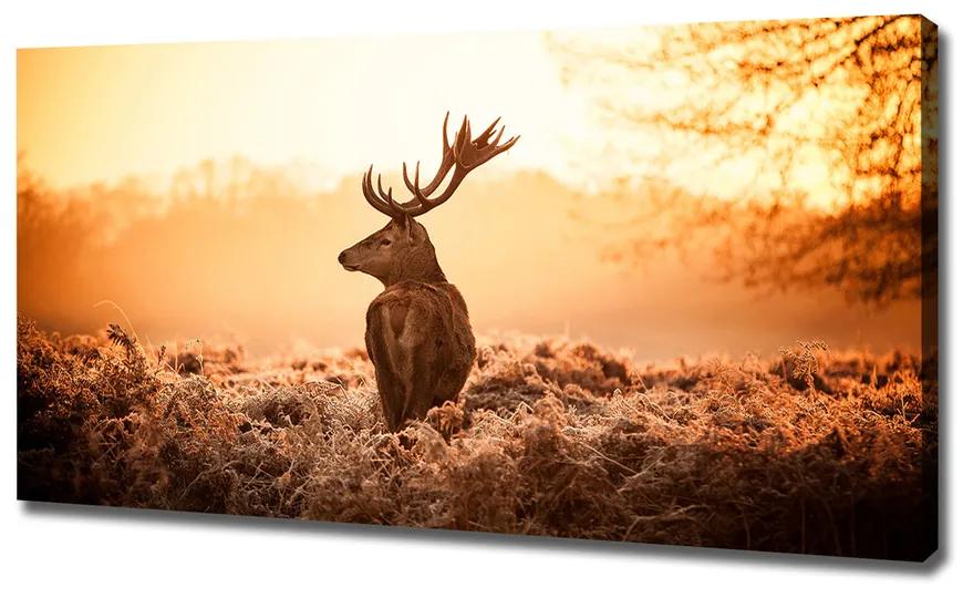 Vászonkép Deer napkelte pl-oc-120x60-f-65543404