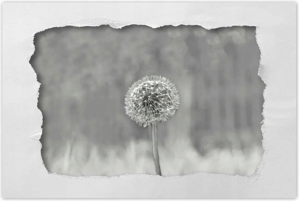 Poszterek 90x60 Pitypang