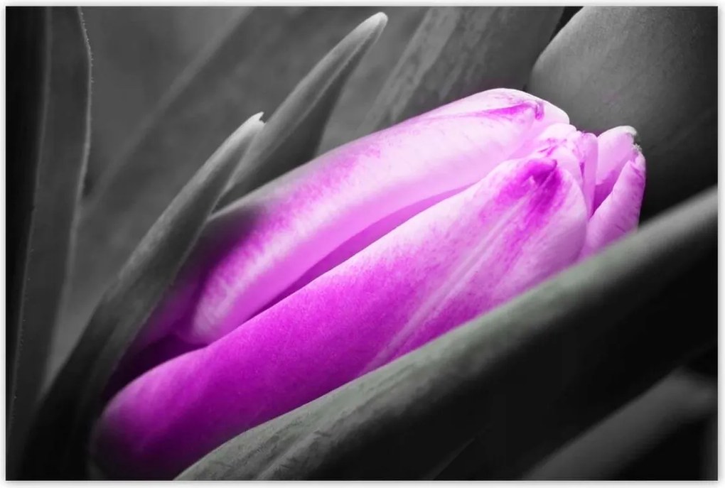 Poszterek 120x80 Lila tulipán