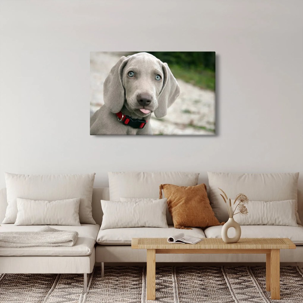 Kép - weimaraner kölyökkutya (90x60 cm)