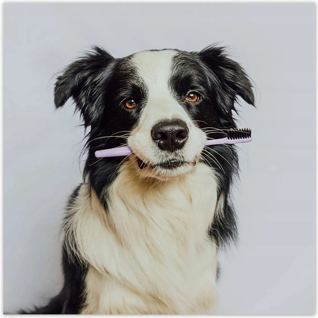 Poszterek 100x100 Collie fogkefével