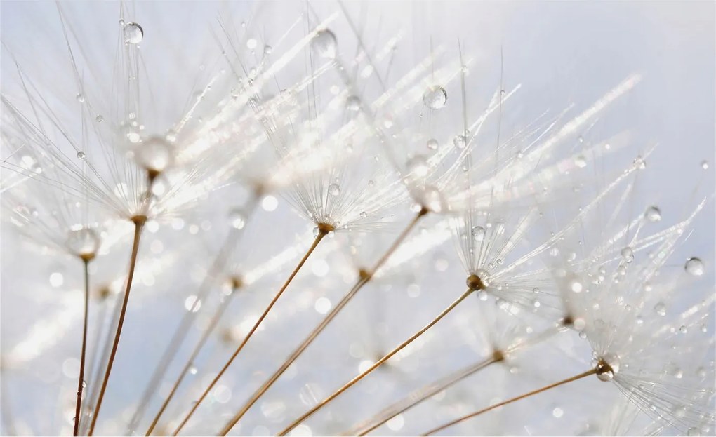 Fotótapéta Flizelin Dekoratív Hálószoba Rosa pitypang 416x254