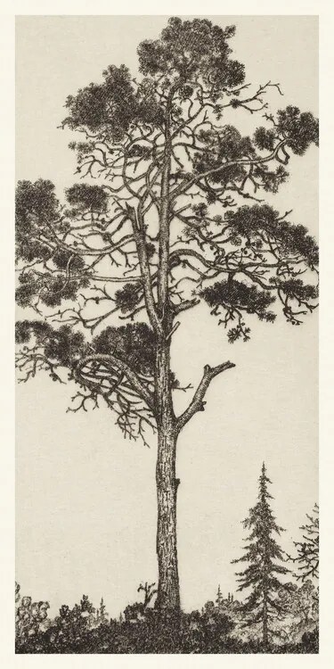 Reprodukció The Little Pitch Pine, Ernest Haskel