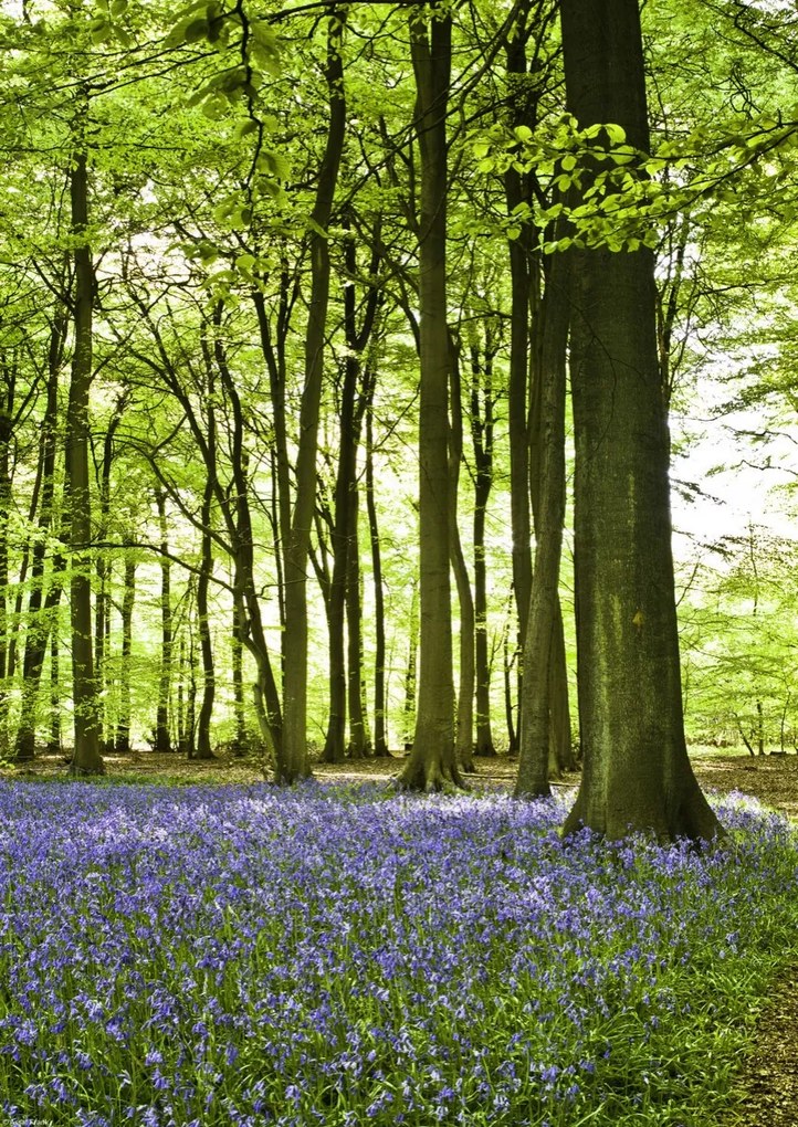 Poszter 29,7x42cm Tavaszi kékek az erdő alját borítják, Assaf Frank