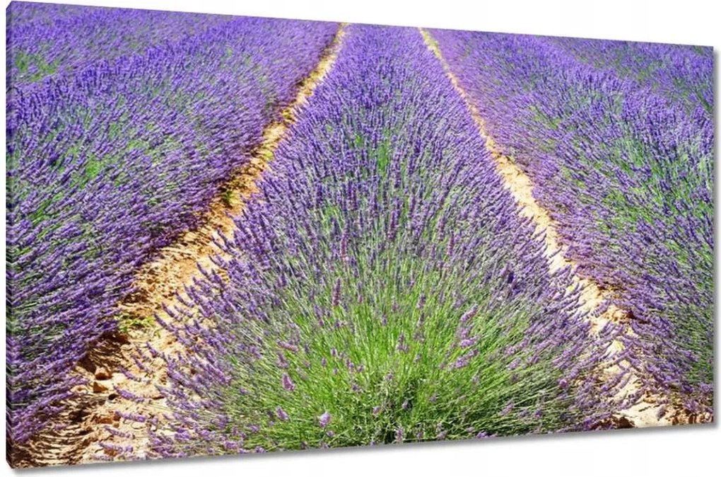 Vászonkép 120x70 Levendula