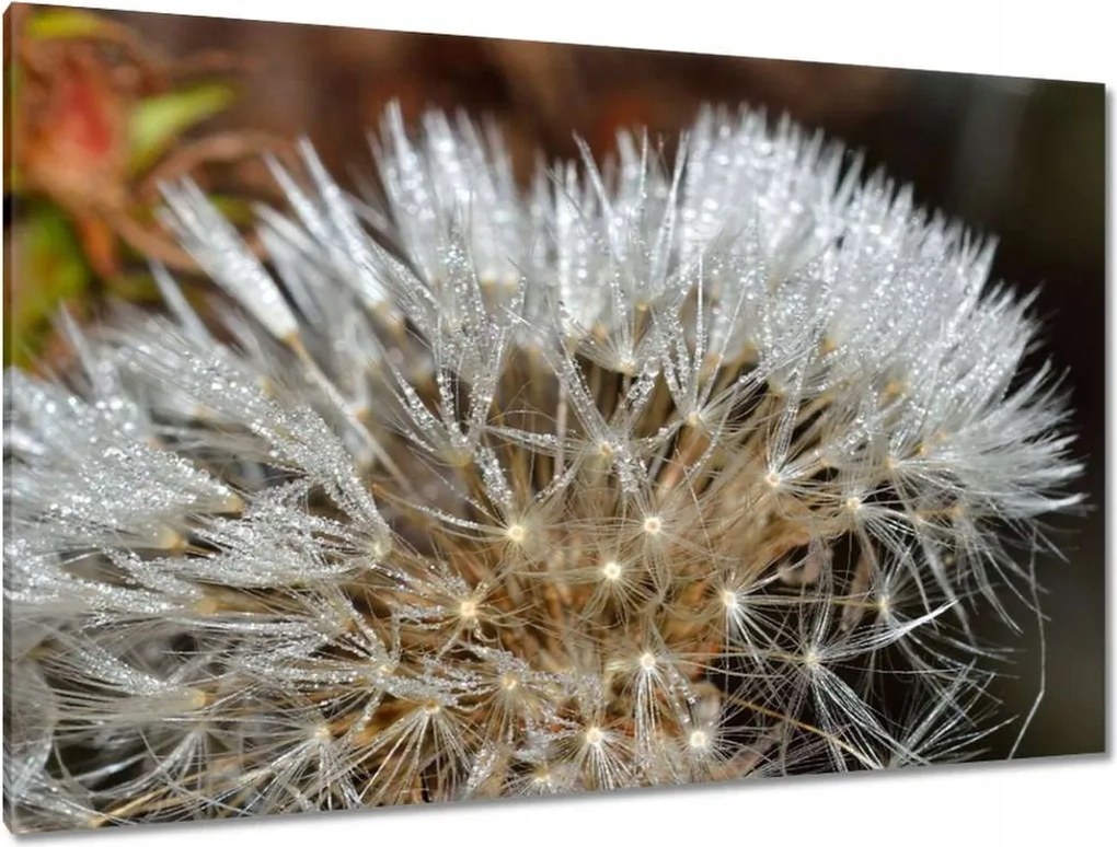 Vászonkép 120x80 Pitypang Virág Virágok