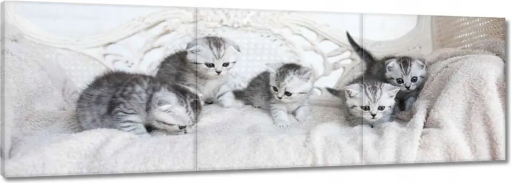 Vászonkép 90x30 Cica Cicák