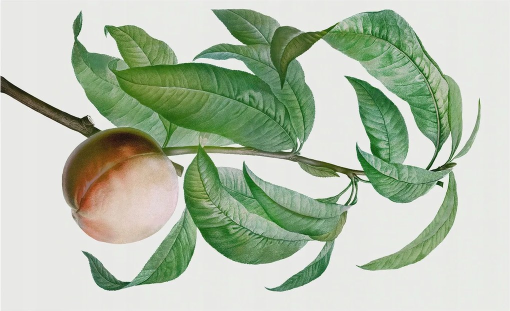 Fali fotótapéta előszoba konyhába Érett őszibarack 416x254