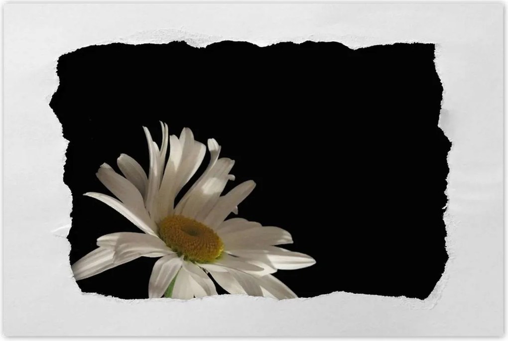 Poszter 60x40 Fehér kamilla virág