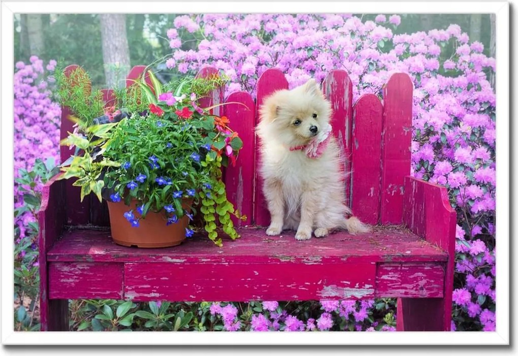 Poszterek keretben 60x40 Kutya Kutyák