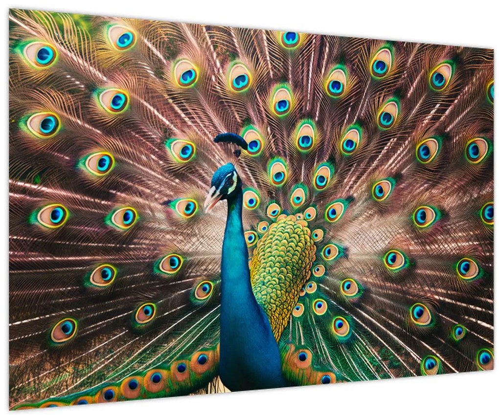 Kép - Páva (90x60 cm)
