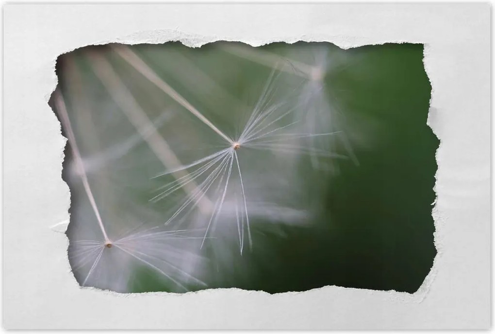 Poszterek 90x60 Pitypang Virág Virágok