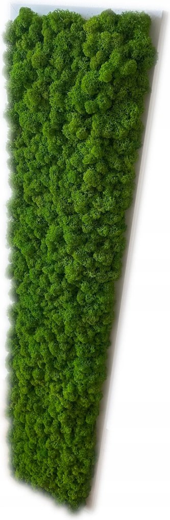 Moha Természetes Moha kép 100 x 20 cm