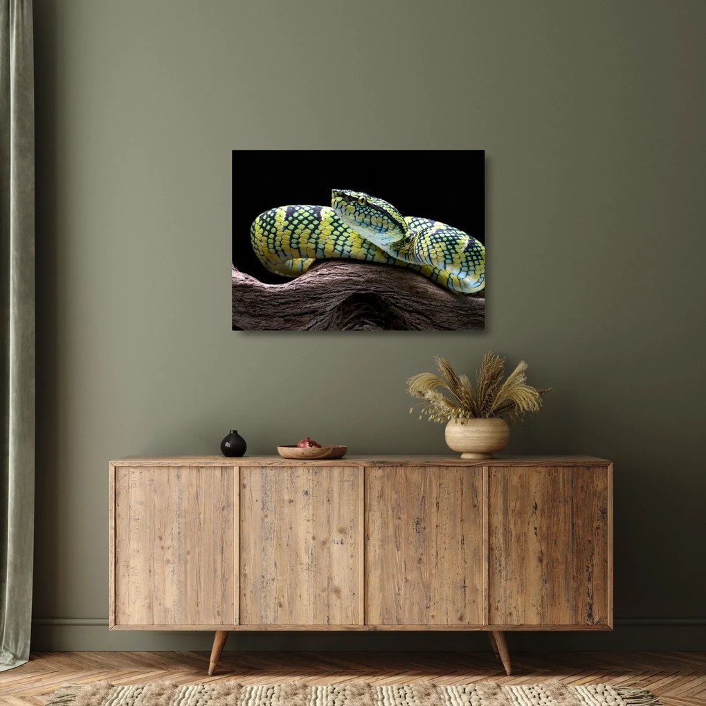 Üveg kép - Wagler csörgőkígyó (70x50 cm)