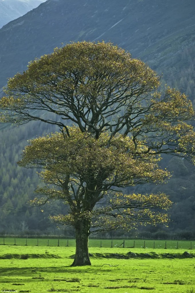 Poszter 20x30cm Fa a mezőn, Assaf Frank