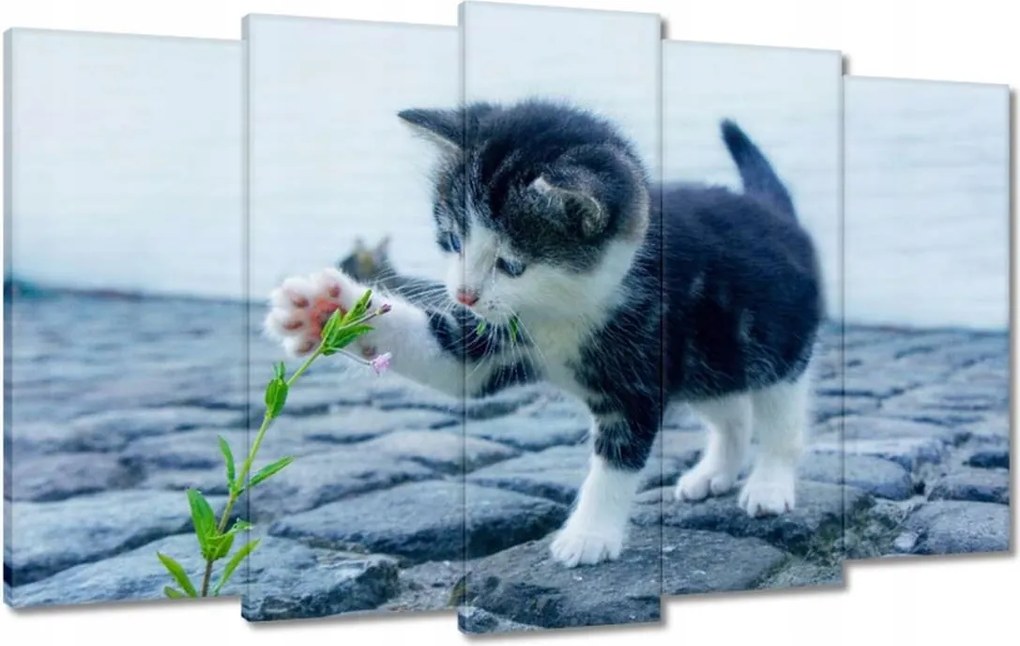 Vászonkép 100x60 Kíváncsi cica