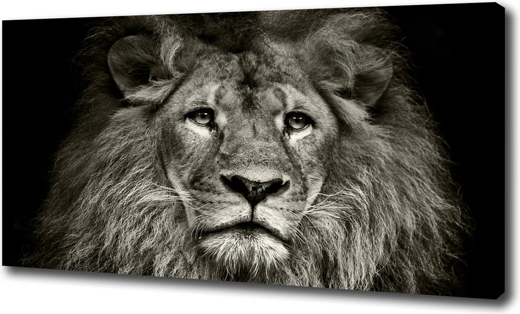 Modern vászonkép Oroszlán 100x70 cm
