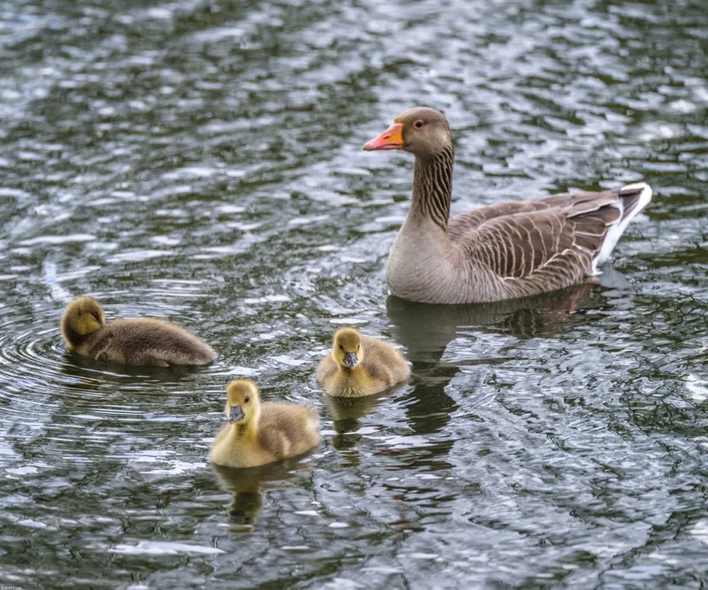 Poszter 60x50cm Lúd és anyja, Assaf Frank
