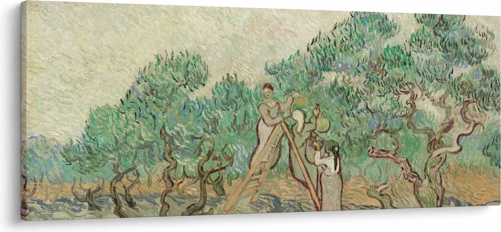 Kép - Vincent van Gogh, The Olive Orchard, reprodukciók (120x50 cm)